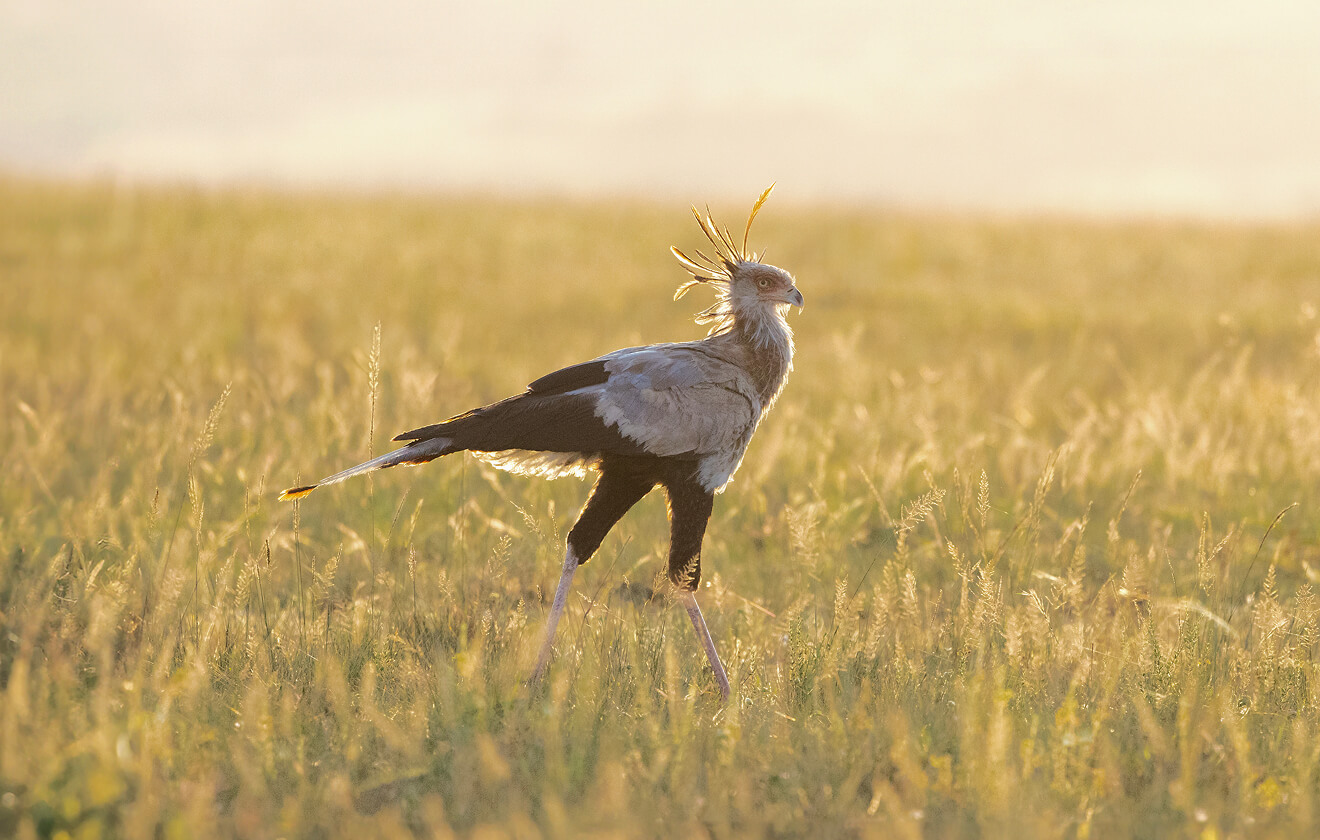 a bird in the grass