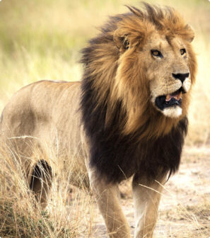 a lion in the grass