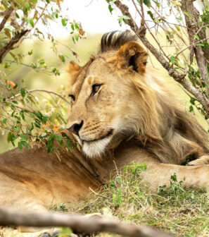 a lion in the bush