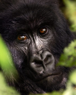 gorilla in forest