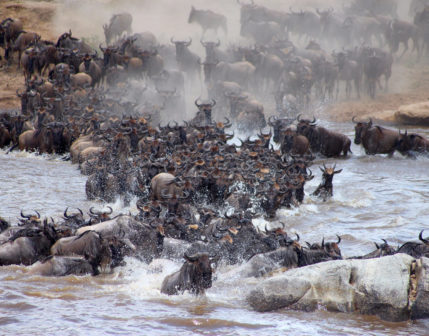wildebeest crossing a river