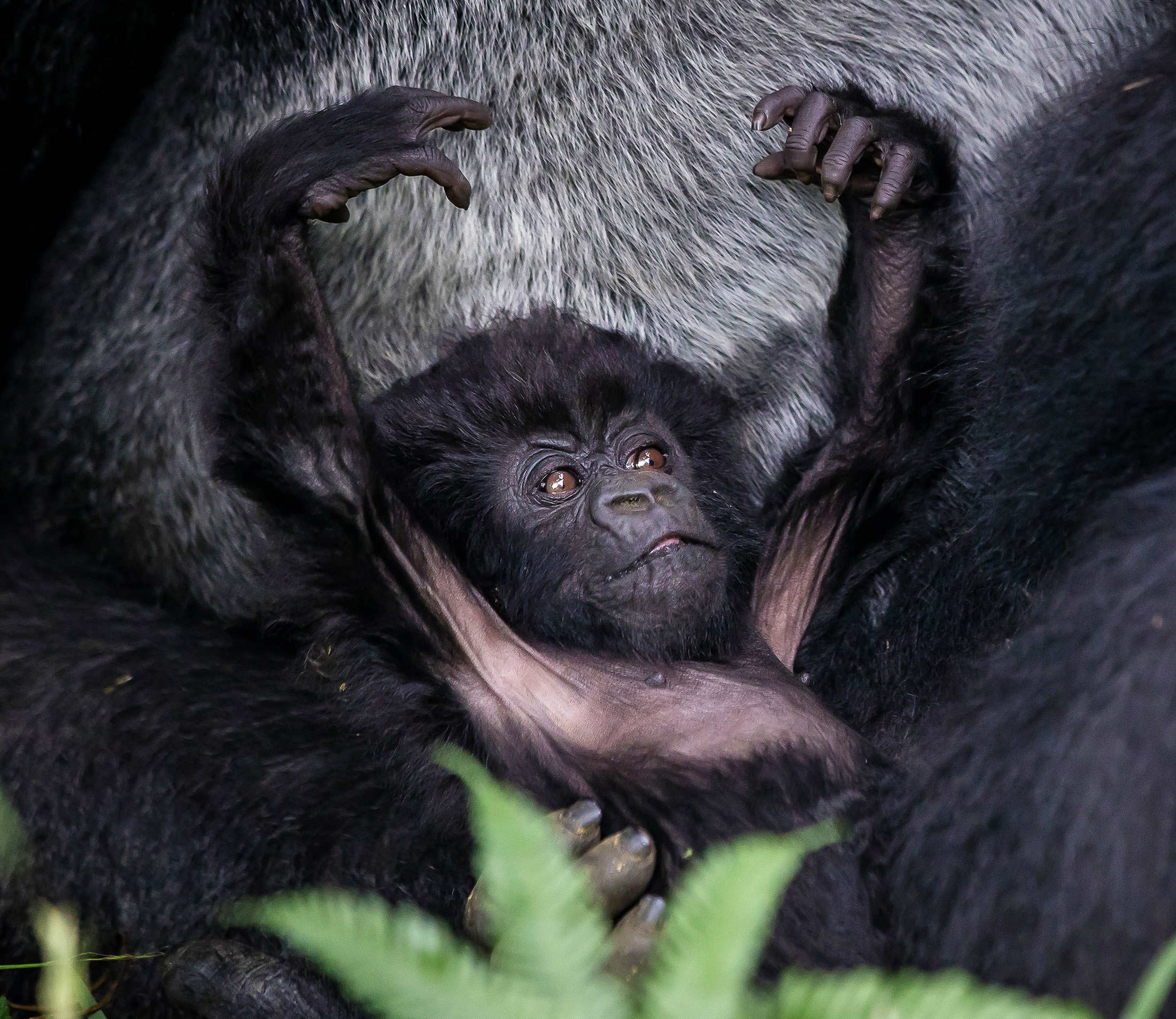 a baby gorilla