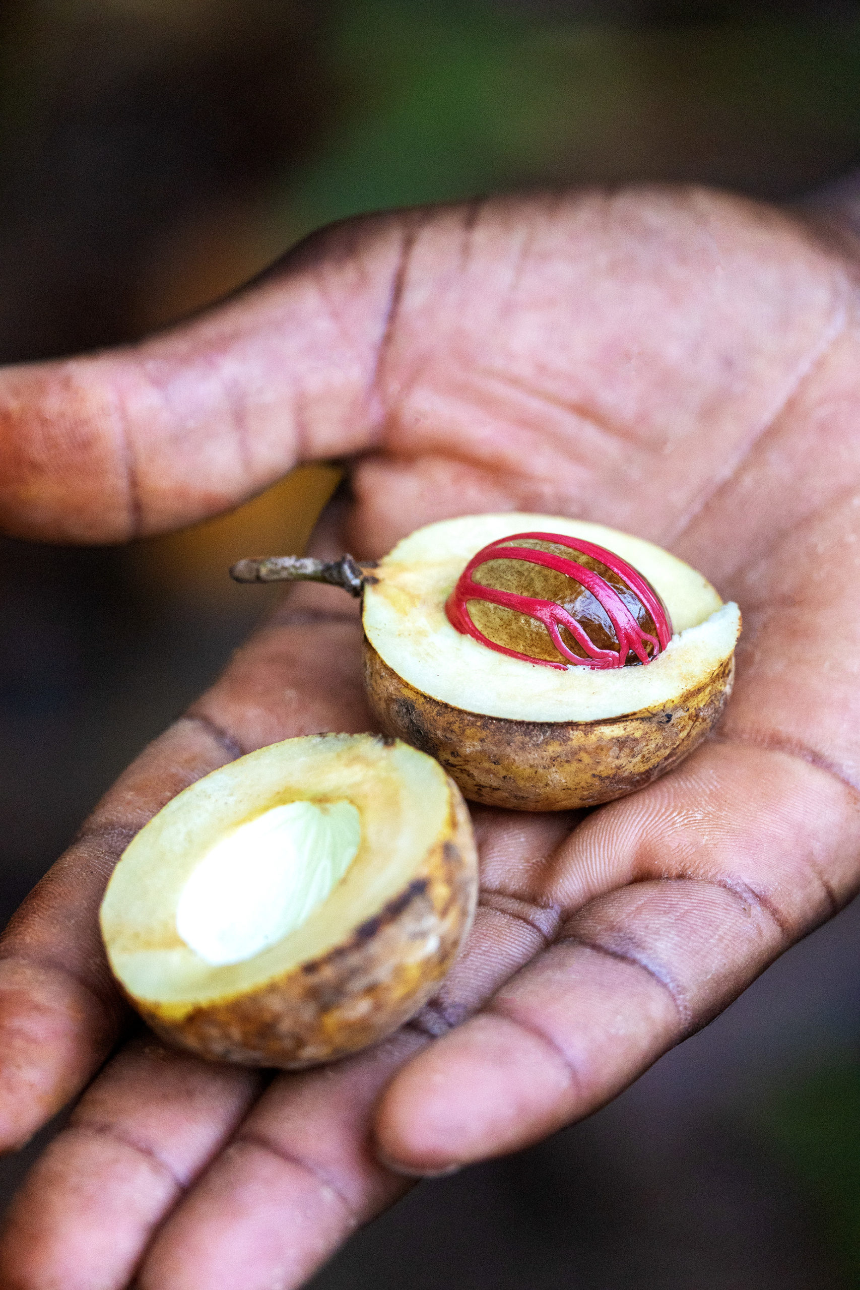 fresh nutmeg in someone's hand