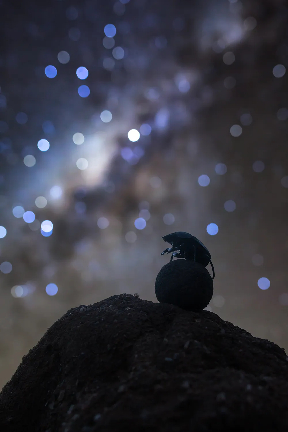 a dung beetle under the stars