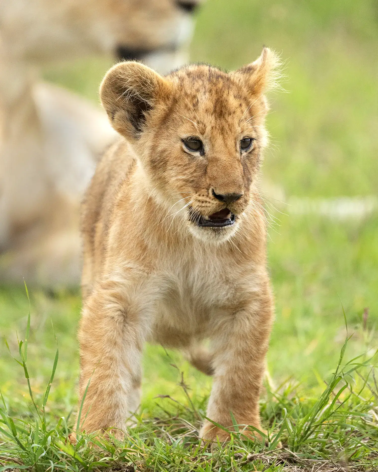 a young lion in the wild