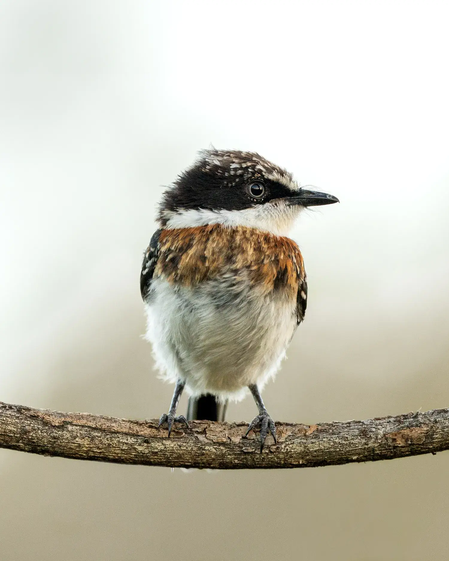 a bird on a branch