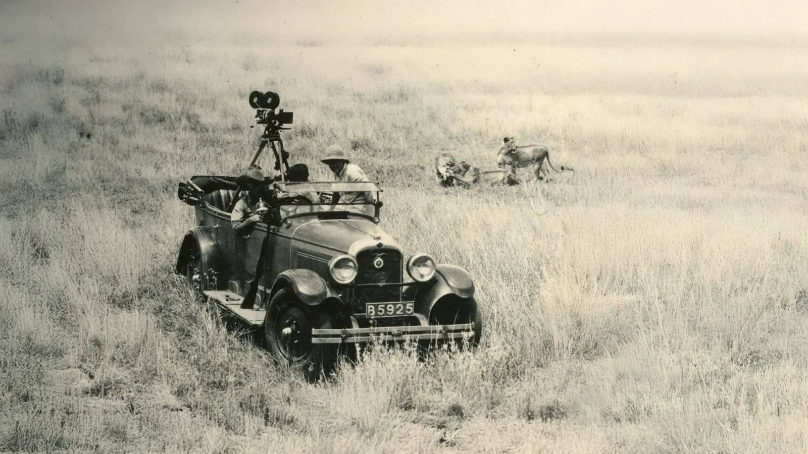 old photograph of a safari vehicle with lions