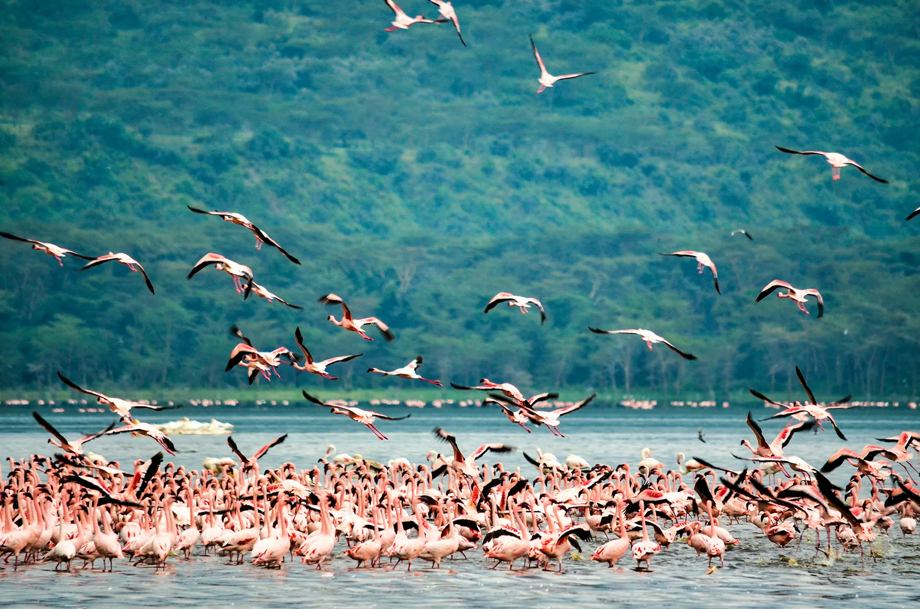 lake nakuru