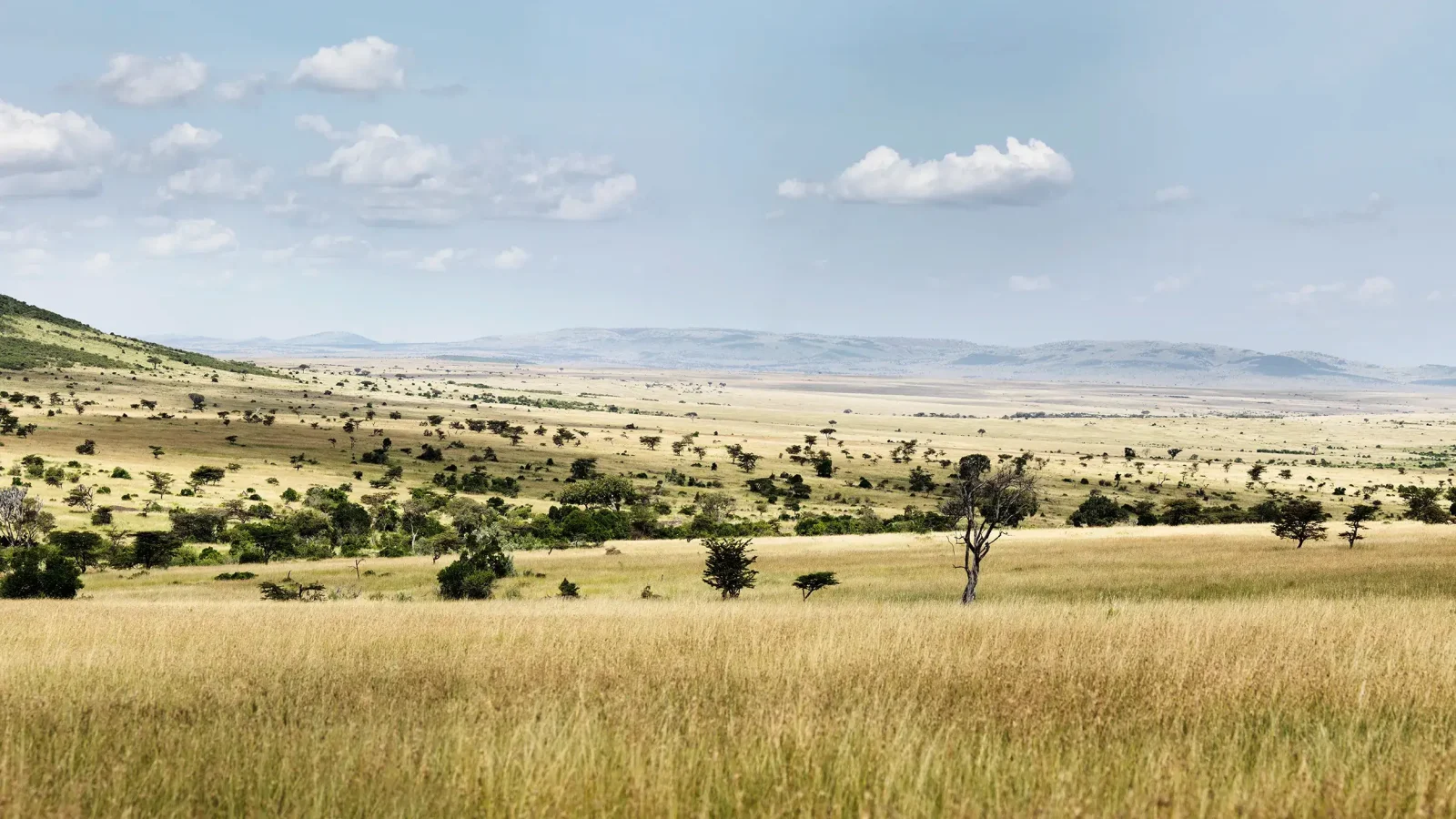 landscape of the masai mara