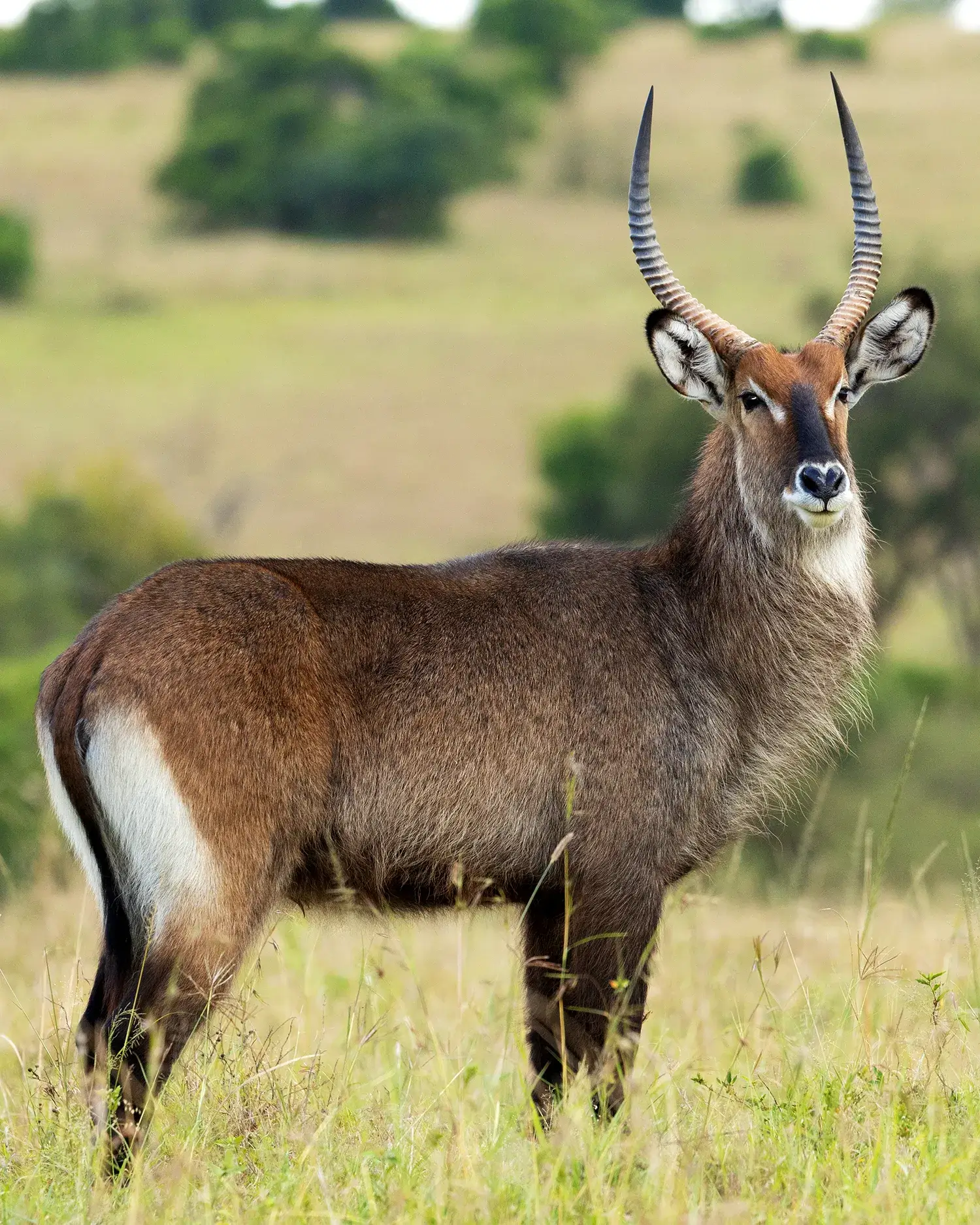 a waterbuck in the wild