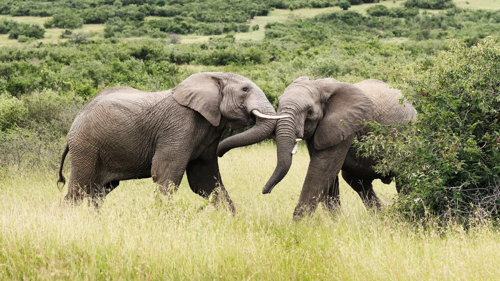 two elephants in the wild