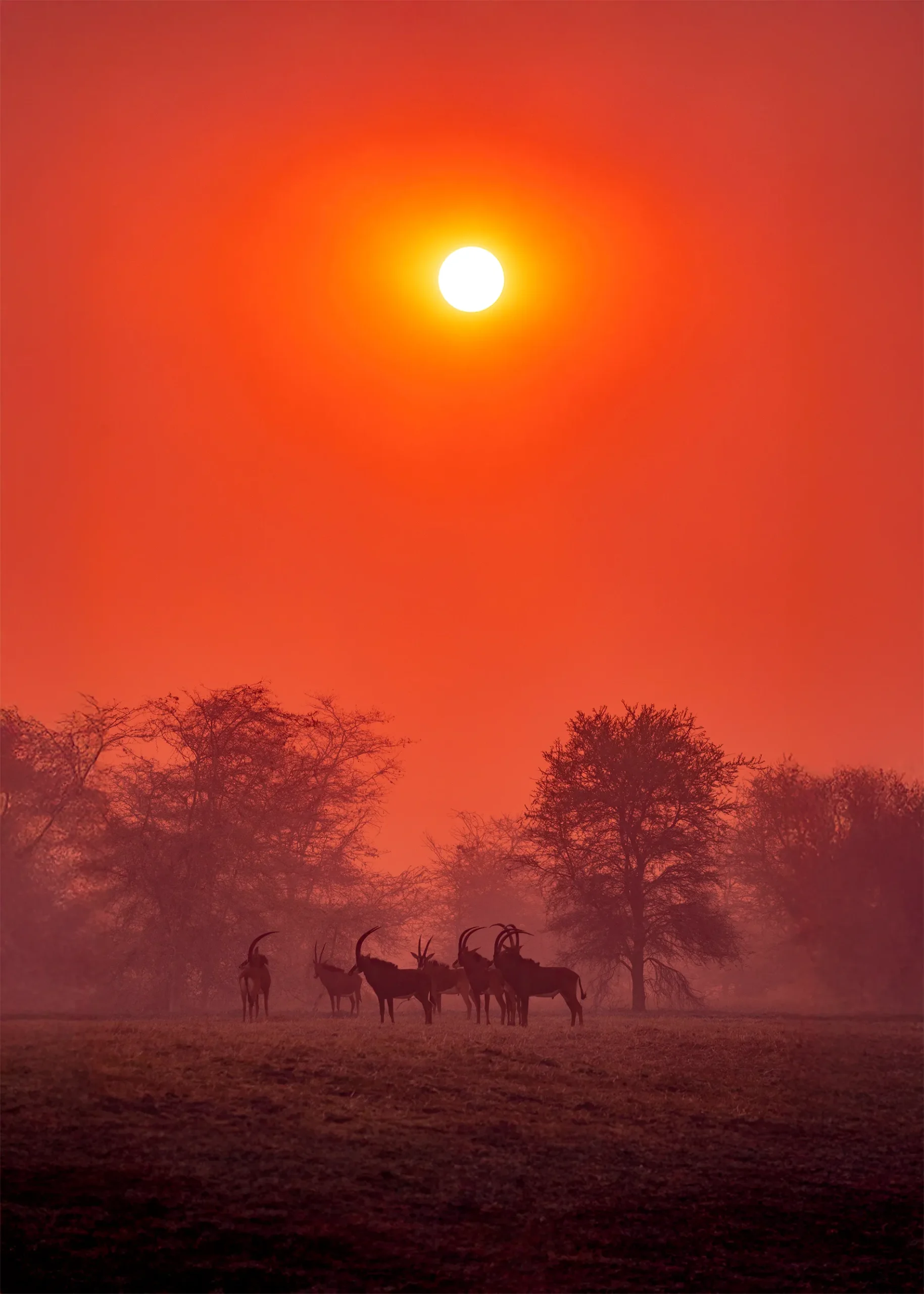 antelopes at sunset